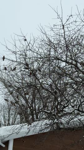 Bohemian Waxwing sits on the branches of a tree in the snow in winter, Quebec, Canada.