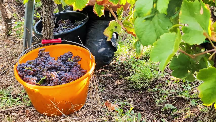 A grape picker collects pinot noir grapes into the bascket . Manual work on nature in hard conditions concept. Alsace, France.
