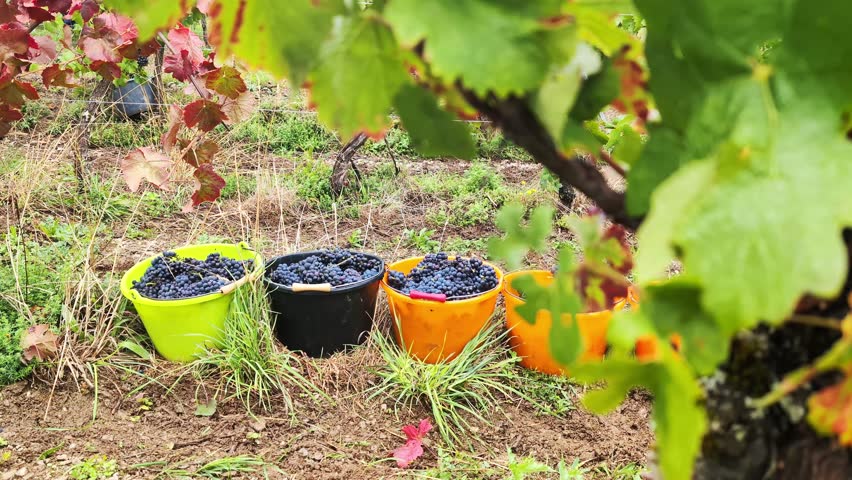 Pinot noir grape harvesting. Crates of freshly picked Pinot noir grapes pouring to the large yellow can.	