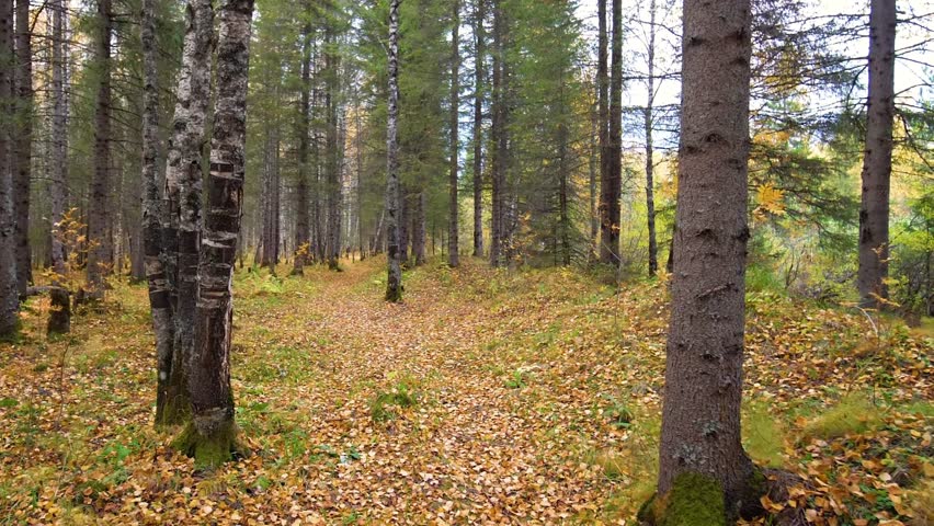A picturesque ecological trail winds through a dense, colorful autumn forest in the Southern Urals region of Russia. The ground is covered with fallen yellow leaves, and a mix of birch and pine trees