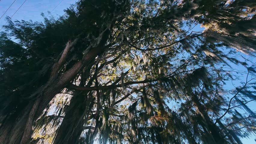 Tall cypress trees draped in spanish moss beside a green lakeshore with a wooden dock and still water.