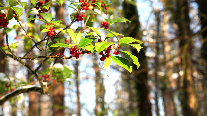 A holly tree branch with snow melting and dripping.