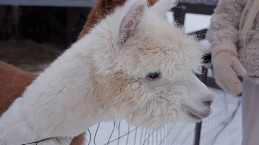White alpaca face close up in winter enclosure