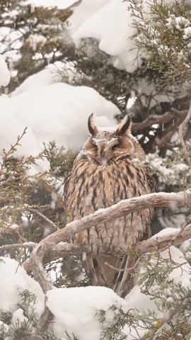 Long-eared owl(Asio otus) in beautiful snowflakes scenery in fir tree