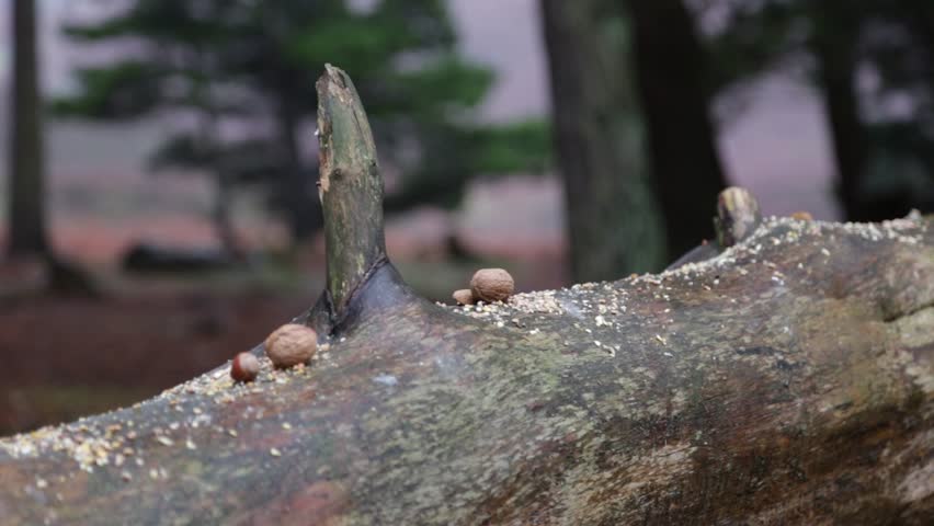 Blue Tits and Coal Tits feeding off a felled log at Pow Hill Country Park, County Durham. 