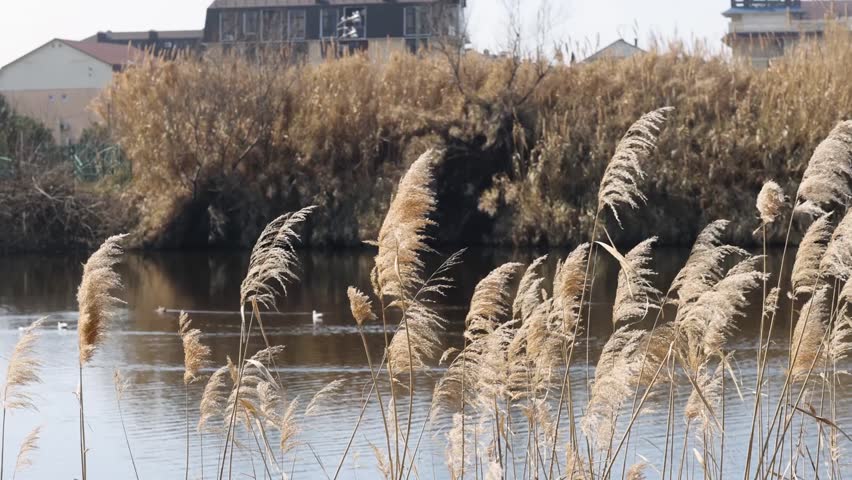 Fluffy grass on a spring day in the sun as a backdrop
