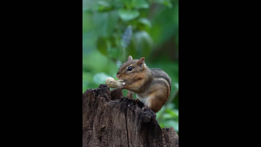 A chipmunk enjoys a nut on a weathered tree stump surrounded by lush greenery, capturing a serene wildlife moment.
