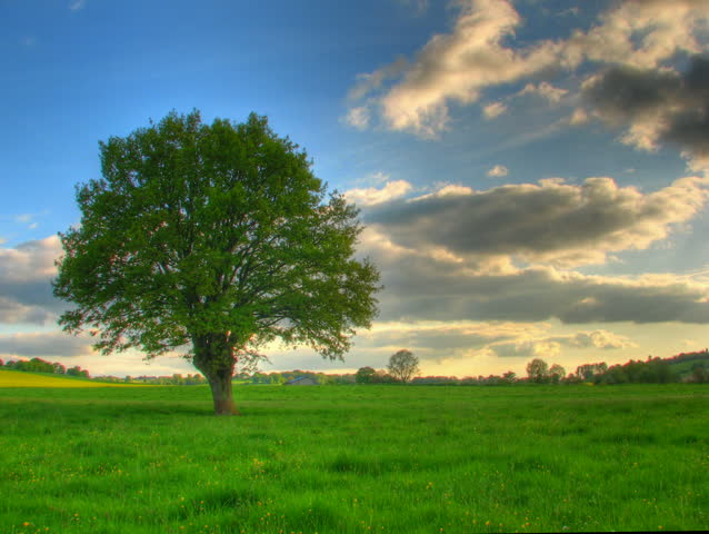 Lonely tree in green prairie, HD time lapse clip, high dynamic range imaging