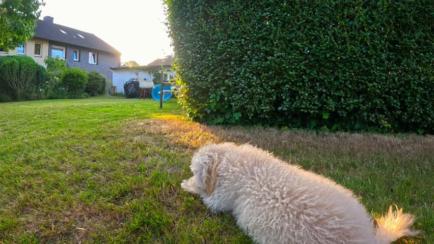White happy Toy Poodle, Dog in 4K Slow Motion play in the backyard when the sun goes down