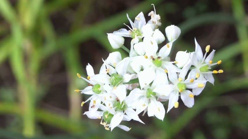 Look beautiful fo white flowers on park
