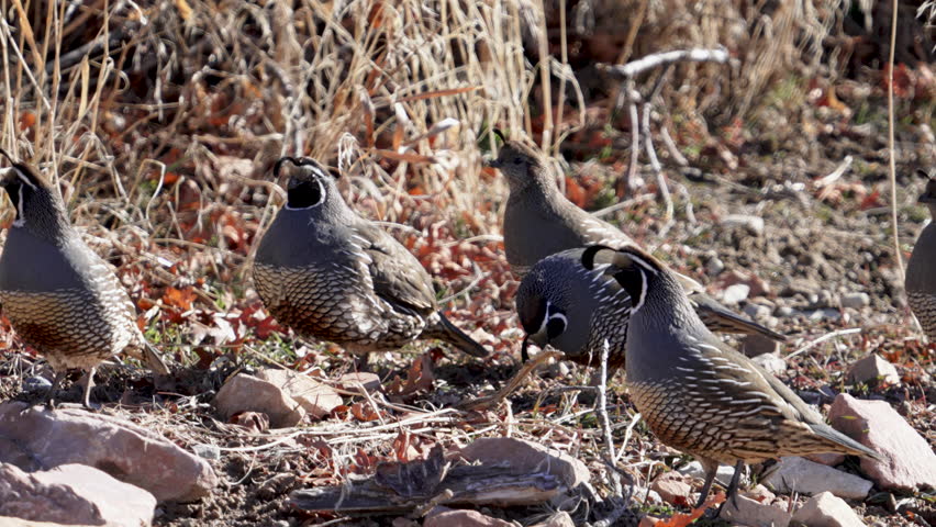 Close up of California quail, as male fluffs up and yawns in the nature of Utah.