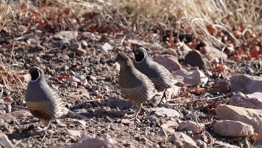 California quail following each other through the Utah wilderness in slow motion.