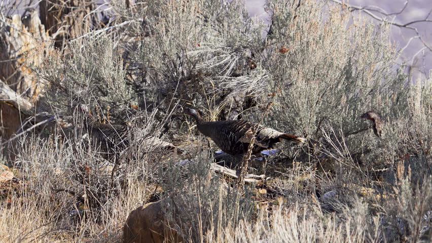 Wild turkeys walking through the sagebrush in Utah moving in slow motion.