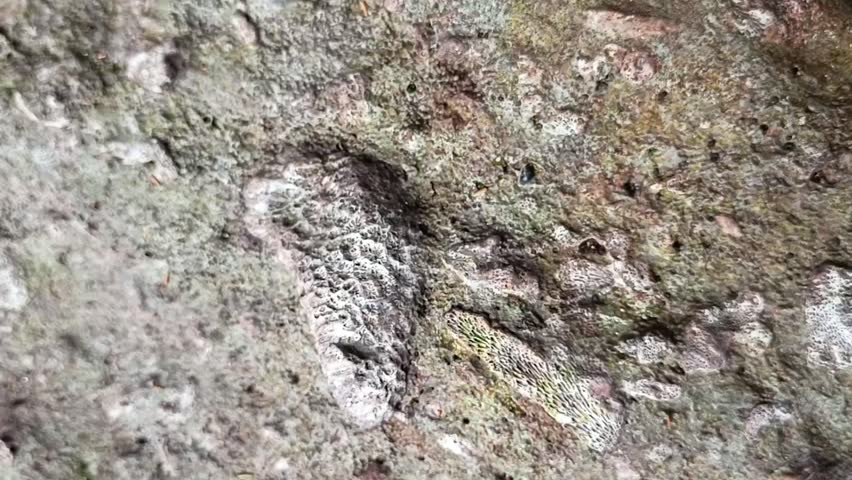 video of fossils of marine animals and plants on coral rock