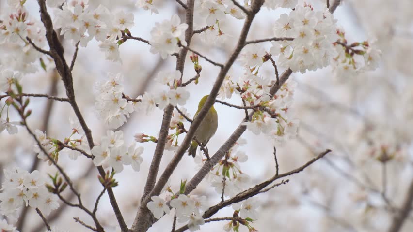 A little bird with Sakura cherry blossom blooming Festival on a clear spring day