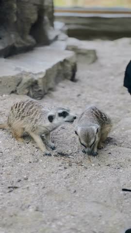 A meerkat family eating and interacting with visitors in a zoo environment. This footage captures social behavior and human-animal interaction, suitable for editorial, education, wildlife awareness, and documentary content.
