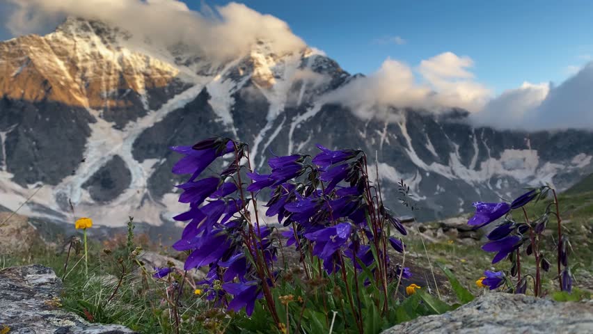 Stunning purple bellflowers swaying in the wind with a majestic snow-capped mountain range in the background during a beautiful, sunny day. Idyllic alpine scenery in a pristine mountain meadow