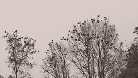 Flock of black crows gathers on winter trees during heavy snowfall, creating a dramatic scene of survival, vigilance, social intelligence, mystery, and seasonal wildlife behavior. Wild birds. crow - Powered by Shutterstock - Get 15% off with code: PIKWIZARD15