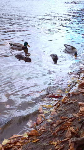 Two Muskrat (Ondatra) sit in water near riverbank while wild ducks swim past. Steep slope of river is covered with fallen leaves. Natural river scene with muskrats and mallards at fall time.