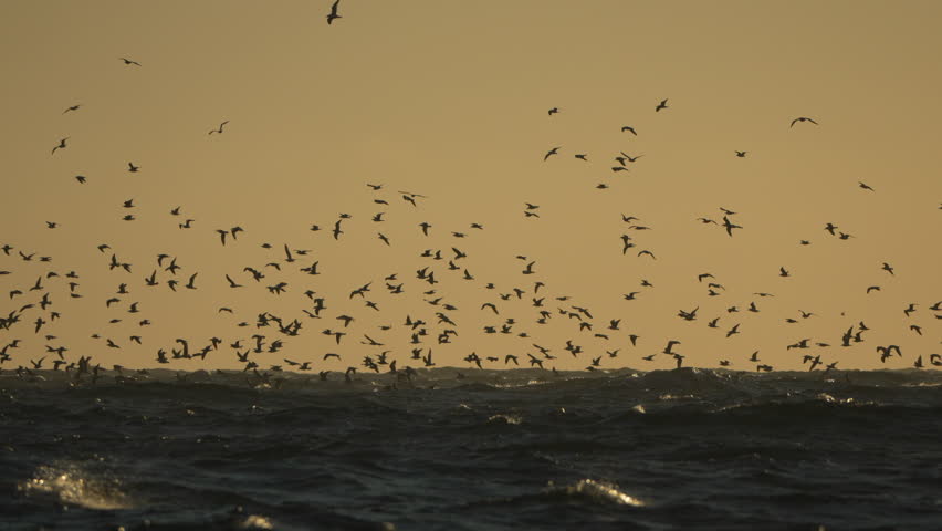 Birds flying ocean, large flock over dark wavy sea at golden sunset
