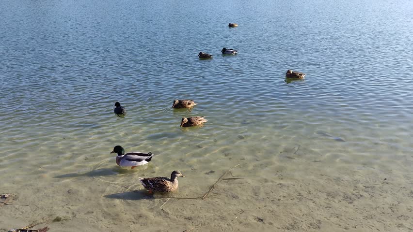 Ducks swim on the pond