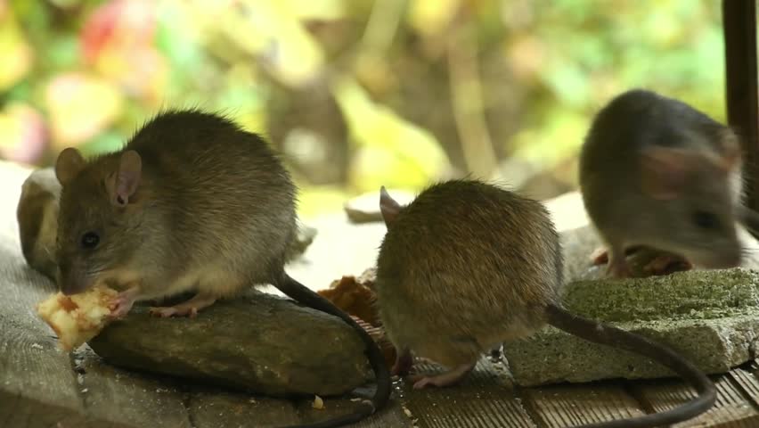 Brown Rats Scavenging and Eating Food