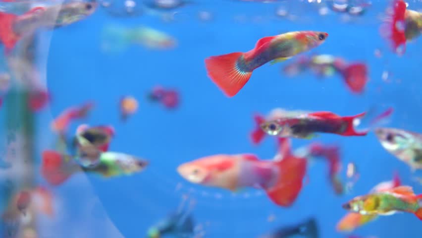 Aquarium fish at the Vietnamese bazaar. Goldfish Koi carp predominate