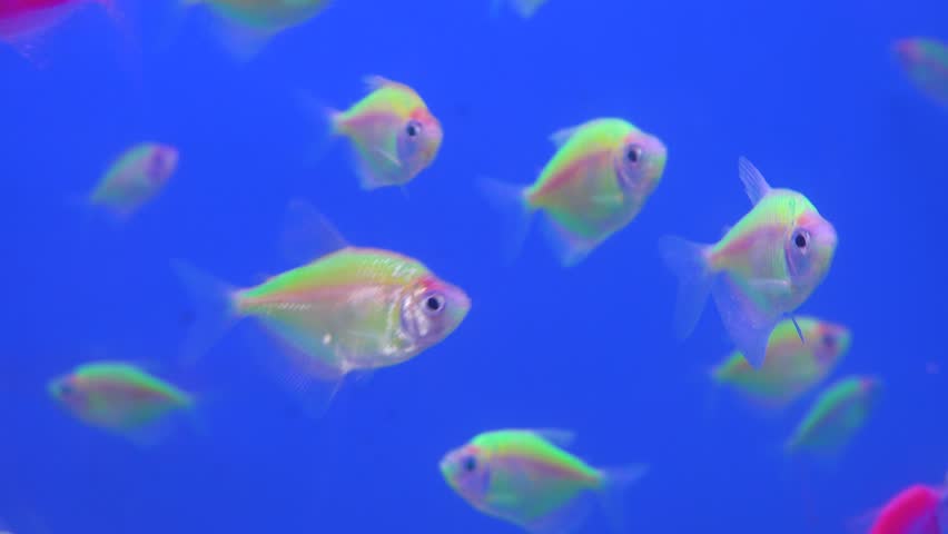 Aquarium fish at the Vietnamese bazaar. Goldfish Koi carp predominate