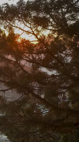 Sunset light through tree branches overlooking Cycladic island, sea horizon and small beach below
