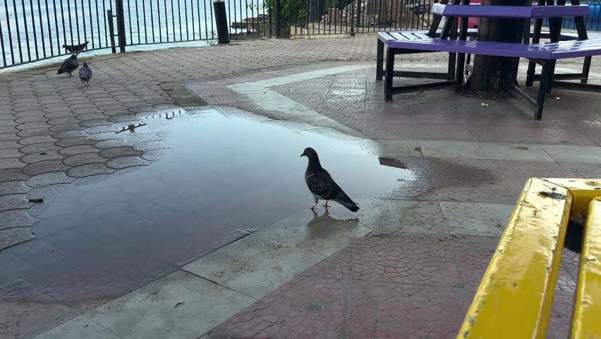 A gray pigeon stands and walks through a rain puddle on a paved promenade by the sea, creating ripples on the water surface.
