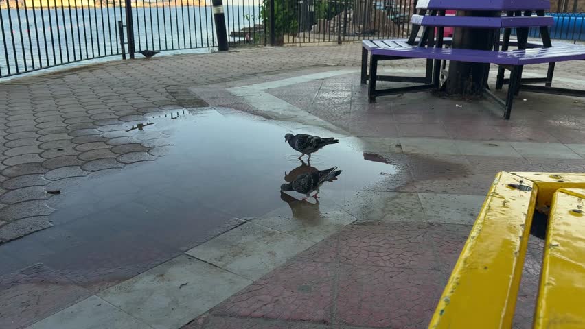A pigeon drinks water from a puddle in a city park on the Mediterranean coast.