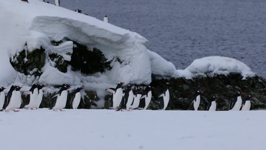 Group of Gentoo penguins in Antarctica in snow and cold wind