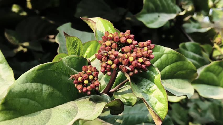 bees on pagoda flower or Clerodendrum genus 