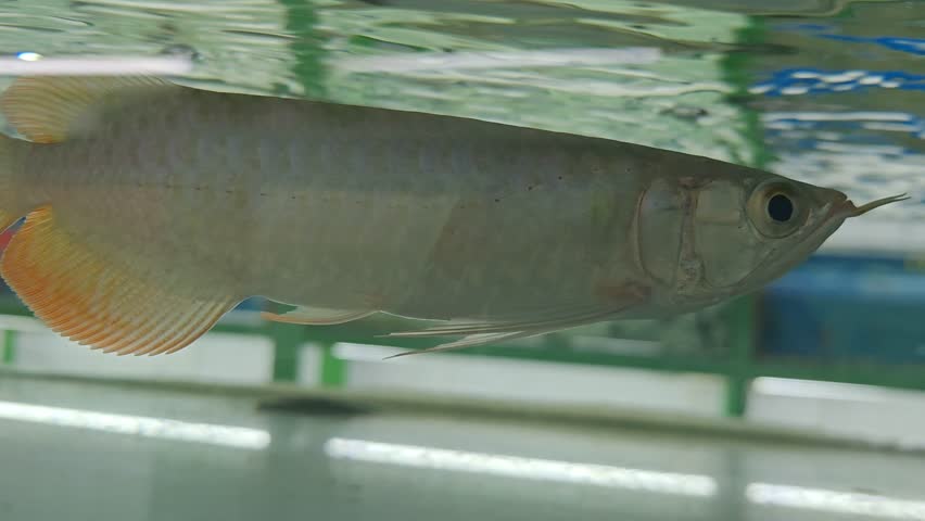 steady side-profile video of a Silver Arowana (Osteoglossum bicirrhosum) swimming in a clear tank. The footage highlights its metallic scales, long body, and distinctive barbels as it moves near the surface ripples.