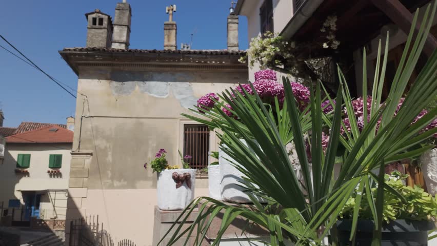 Romantic street scenery with beautiful flowers in Volosko, Croatia. Slow-motion orbit shot of blooming pink hydrangea at a Mediterranean house entrance, with a green palm in the foreground.