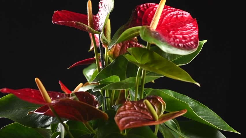 Anthurium House plant Anturium rotating over black background, Anthurium heart shaped flower, Flamingo flowers or Anthurium andraeanum (Araceae, Arum) 