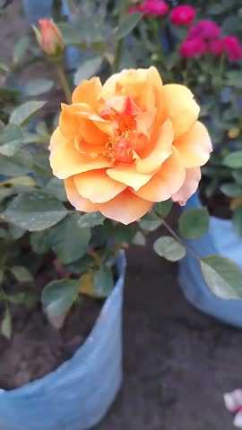 Blooming Yellow Rose Flower Macro Video