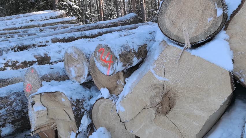 A woodpile sits under a layer of snow in a winter setting. Trees surround the area, and the cold weather is evident. This spot shows nature