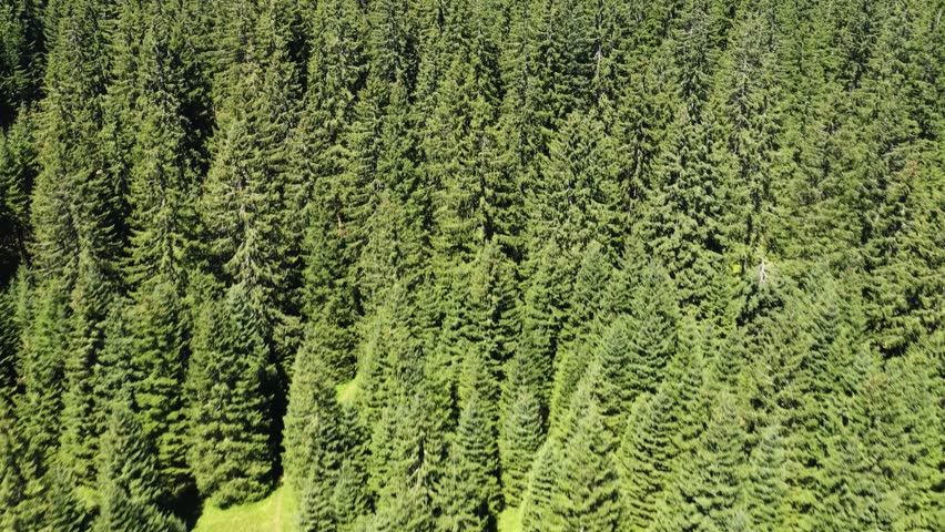 Aerial view of dense conifer forest in Bosnia and Herzegovina in 2019, showing green treetops forming continuous woodland landscape.