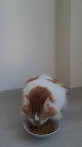 Vertical video of a beautiful domestic ginger cat eating crunchy dry food and looking at the camera at the last moment.