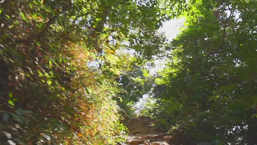 A deep forest with large trees and fresh greenery bathed in sunlight filtering through the trees