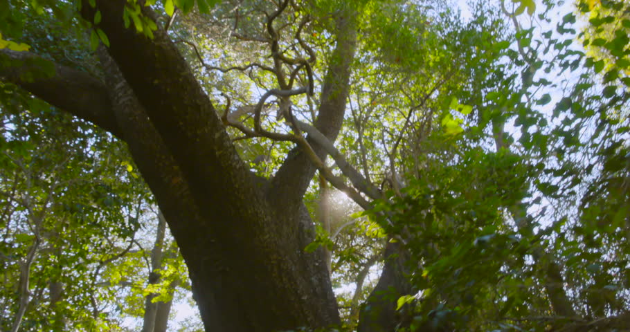 A deep forest with large trees and fresh greenery bathed in sunlight filtering through the trees