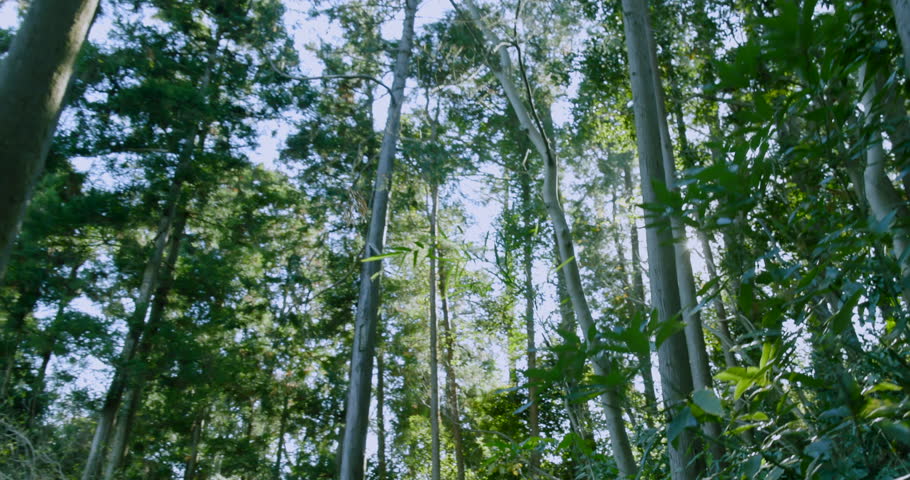 A deep forest with large trees and fresh greenery bathed in sunlight filtering through the trees