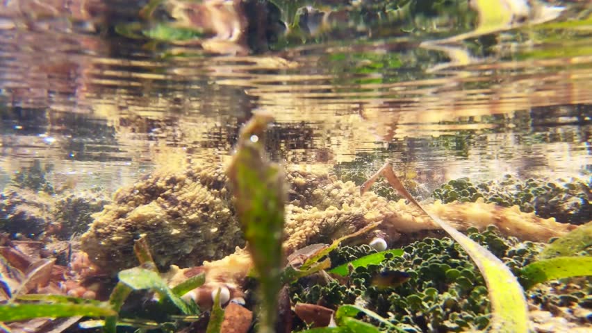 Octopus swimming underwater in the reefs.
