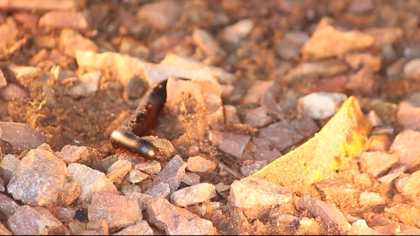 Giant African Millipede (Archispirostreptus gigas)  known as shongololo or Bongololo