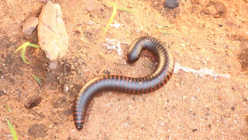 Giant African Millipede (Archispirostreptus gigas)  known as shongololo or Bongololo