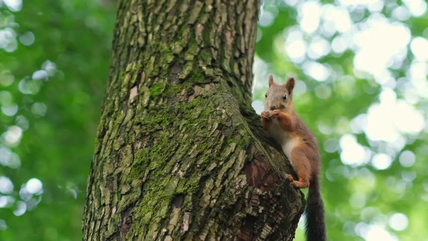 A squirrel climbs a tree and looks around while enjoying its time in a forest environment. The animal displays curious behavior and agility.