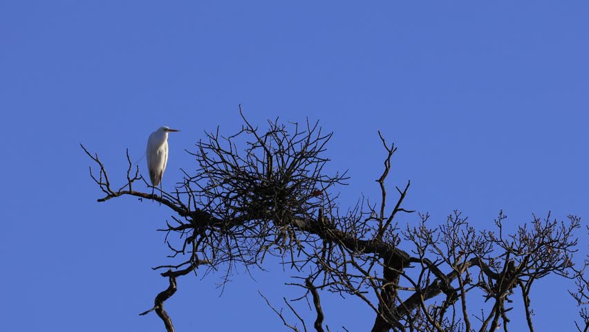 Great white egret heron (Ardea alba) spreads wings and takes off into flight. European wildlife education, biology lessons, birds flying, wild animals behavior in South Moravia, Czech Republic. Freezing cold winter January windy day, blue sky background, morning sunlight, leafless tree.