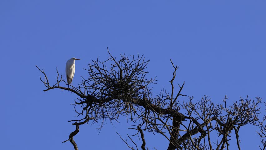 Great white egret heron (Ardea alba) stands on a treetop, watching. European wildlife education, biology lessons, wild animals behavior in South Moravia, Czech Republic. Freezing cold winter January windy day, blue sky background, morning sunlight, leafless tree.
