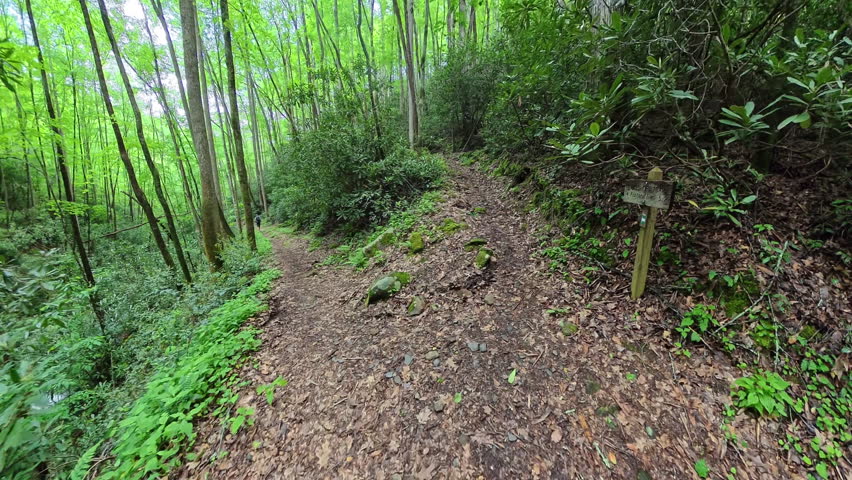 Intersection with Lost Creek Trail and onto New Trail in the Smokies